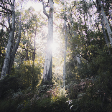 cremation cost - cremation process - Earth Direct Cremation