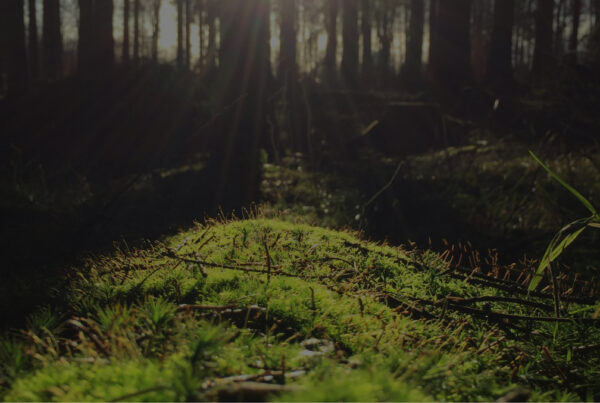 Understanding Environmental Consequences