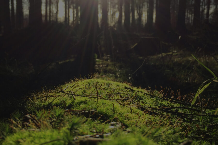 Understanding Environmental Consequences