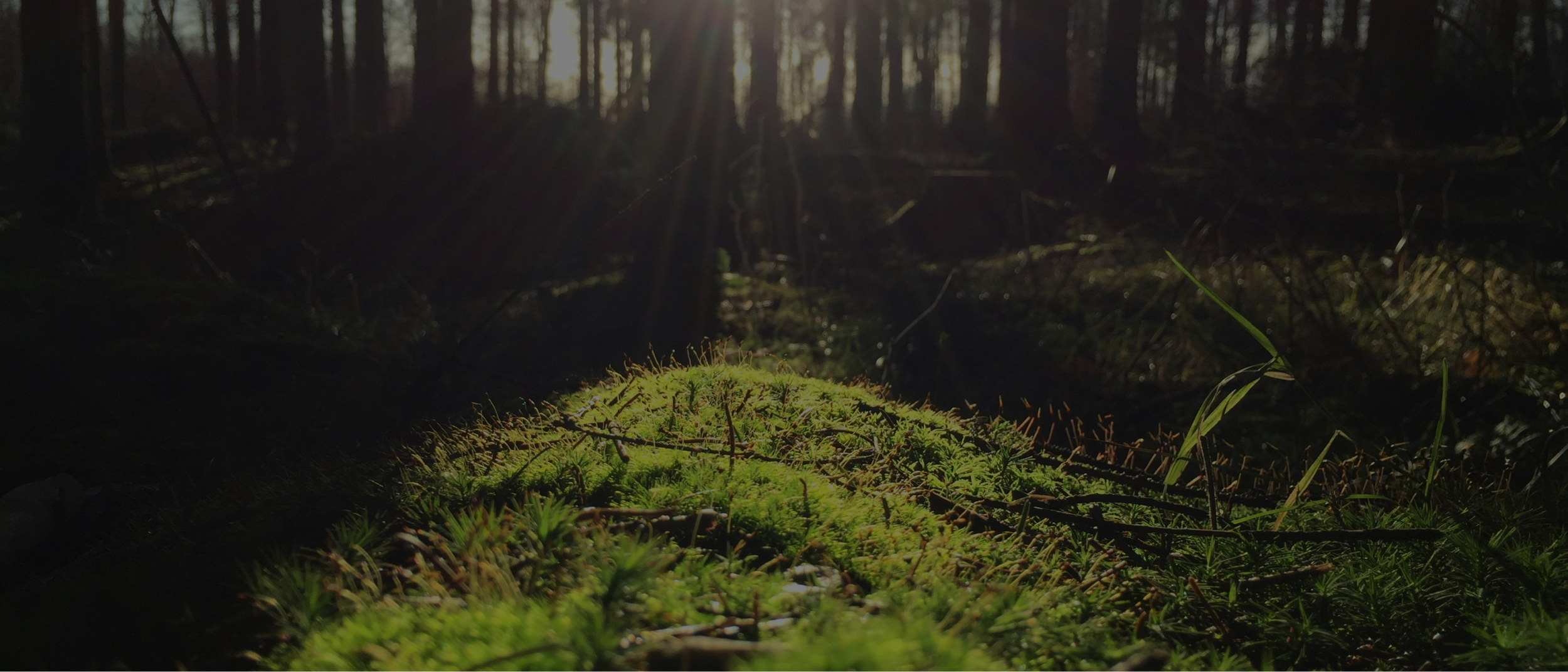 A Guide To Eco-Friendly Coffin Options