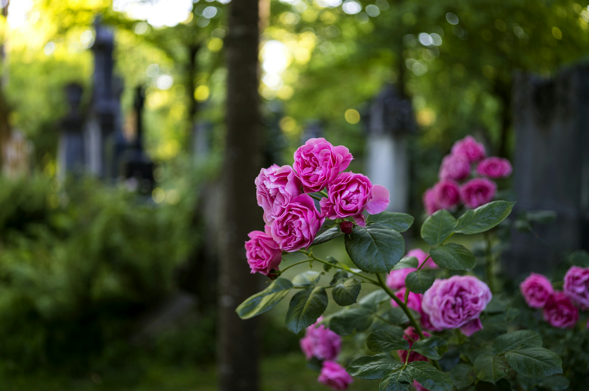 Flowers in the forefront of a graveyard