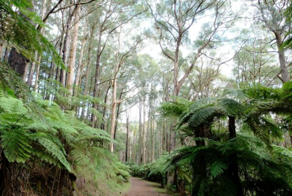 Wide shot of a path winding through a forest